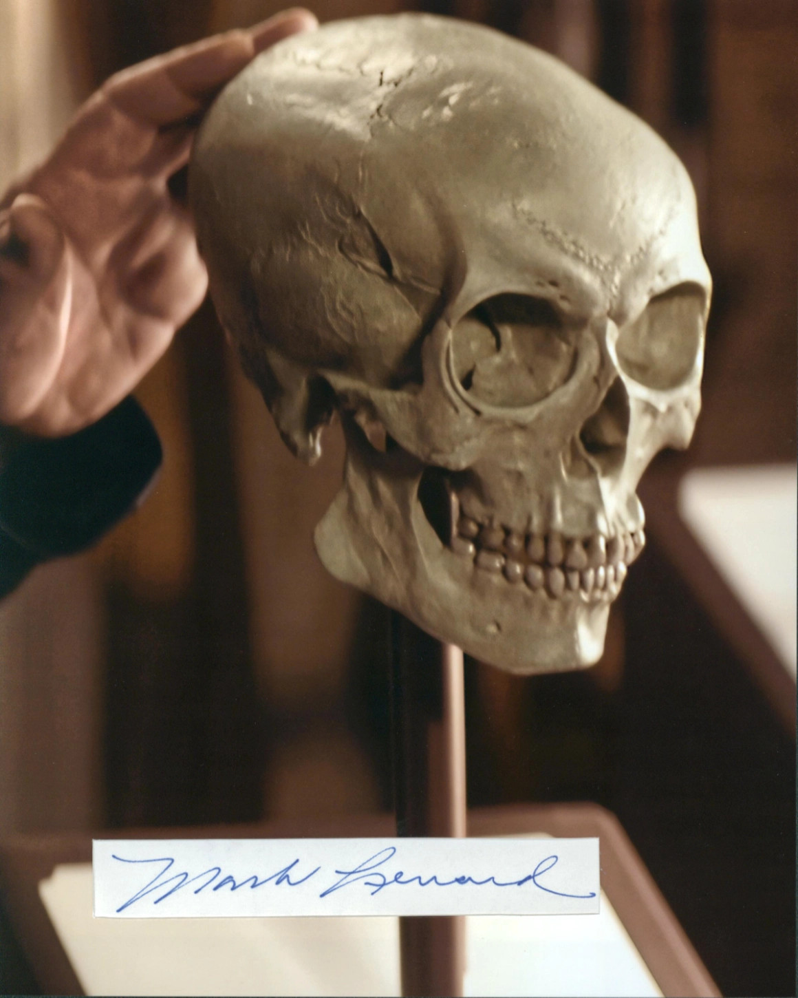 gallery-8-x-10-sarek-skull