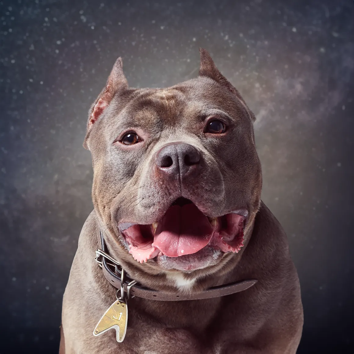 gallery-dog-tag-press-photo