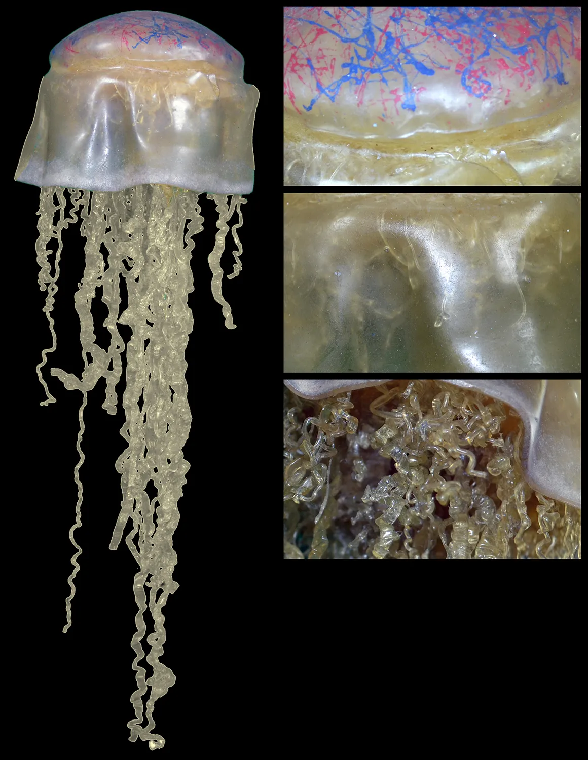 Livingston's Devolved Jellyfish State