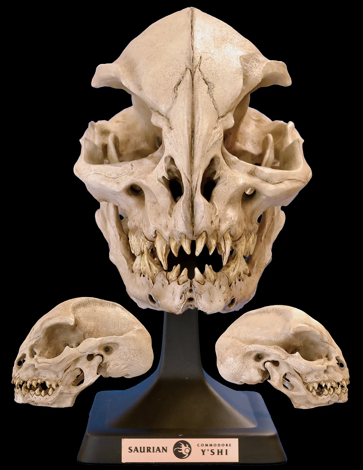 Saurian Commodore Y’Shi’s skull